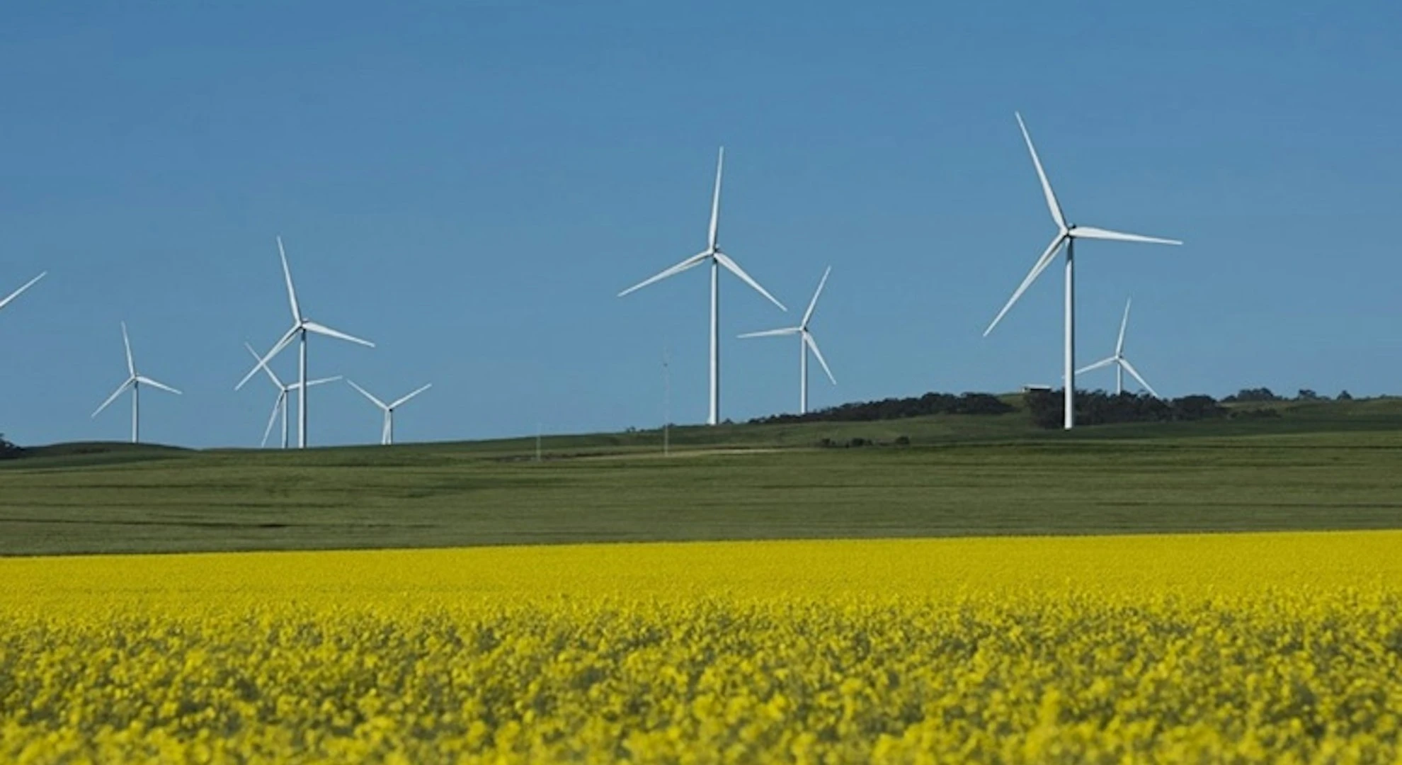 wind-turbines-in-yellow-canola-field.webp